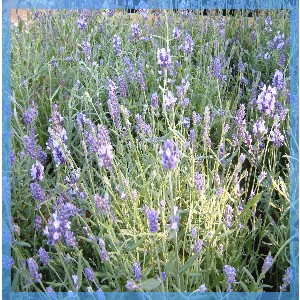 Lavender essential oil of organic